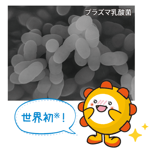 プラズマ乳酸菌