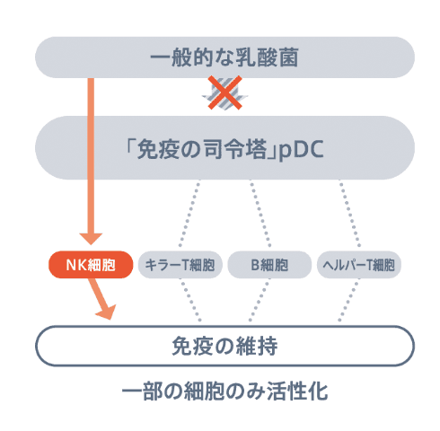 一般的な乳酸菌