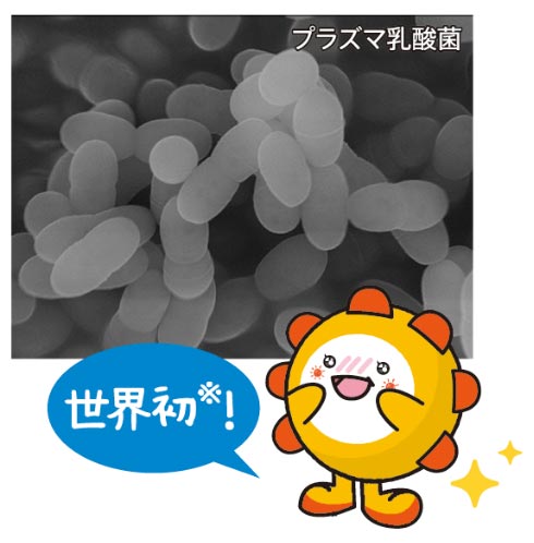 プラズマ乳酸菌